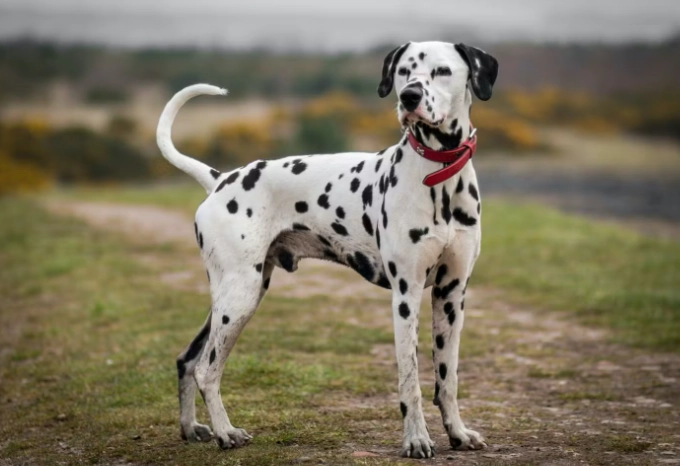 適合家庭的大型犬