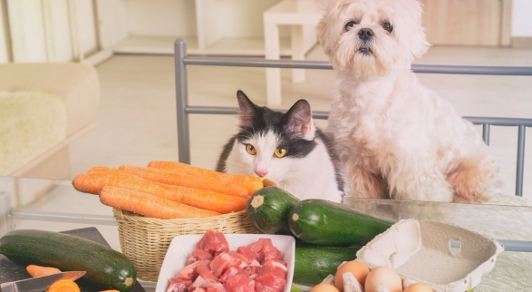 寵物營養食譜