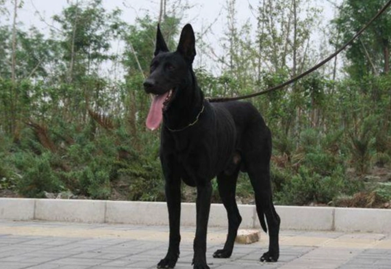 大型黑色犬種