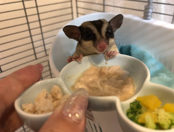 寵物餵食安全 寵物餵食安全