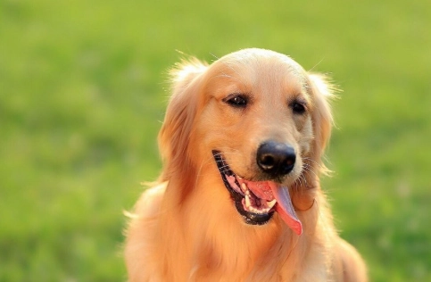 狗狗咳嗽吐白沫處理