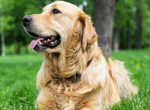 狗狗咳嗽吐白沫原因