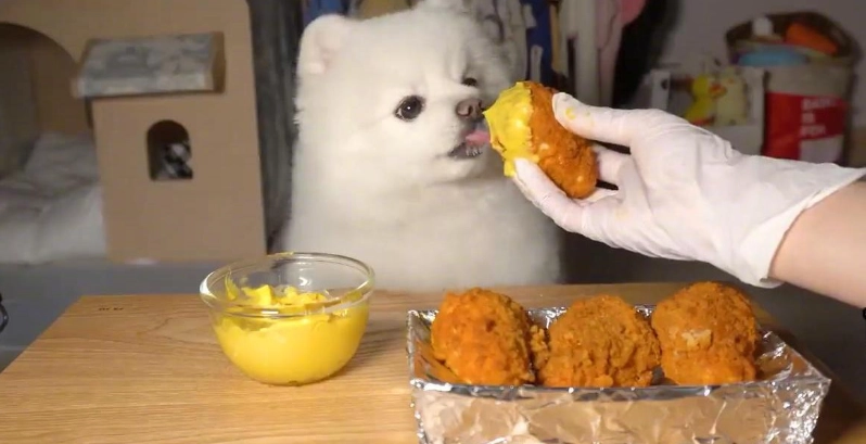 玉米梗對狗有害