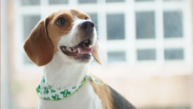 米格魯飼養 米格魯飼養