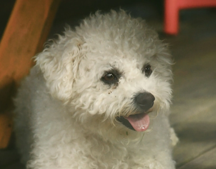 狗狗過敏原檢測評價 狗狗過敏原檢測評價