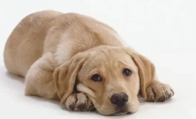 狗護理指南 狗護理指南