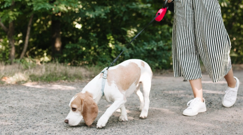 狗巧克力中毒處理