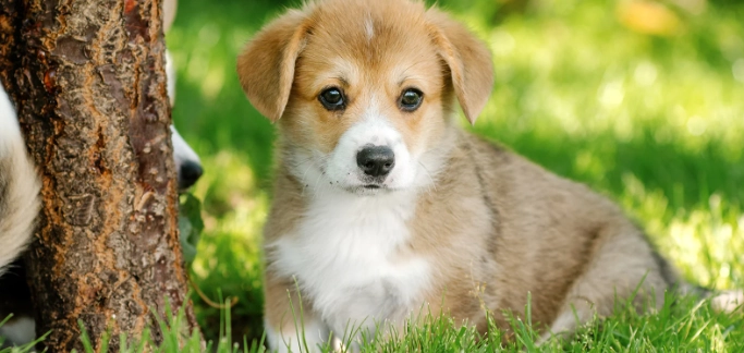 高蛋白狗飼料推薦