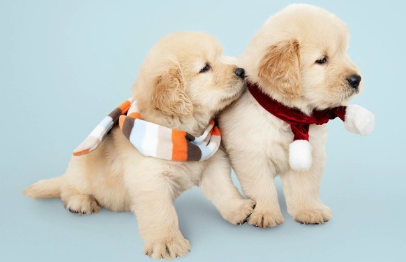 狗巧克力中毒處理