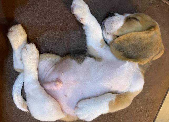 狗狗四腳朝天睡覺 狗狗四腳朝天睡覺