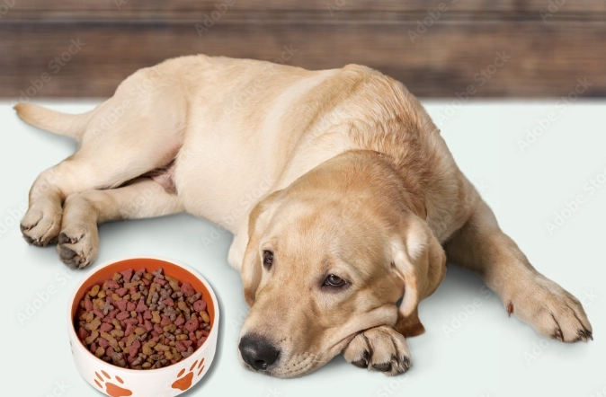 狗咳嗽支氣管發炎飲食