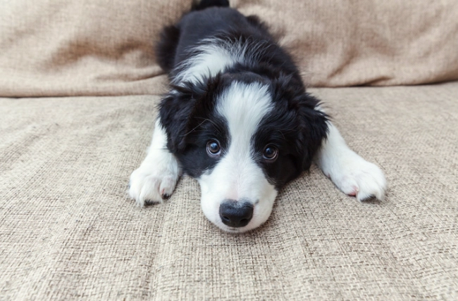 適合初學者的狗品種