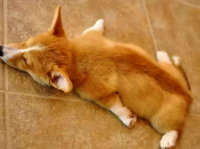 狗狗食慾不振 狗狗食慾不振