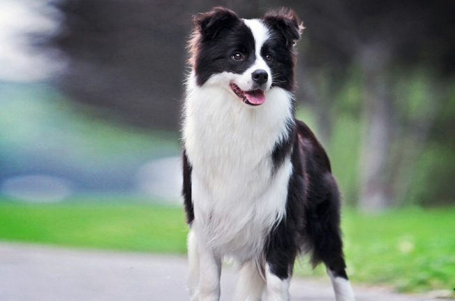 狗狗呕吐没精神 狗狗呕吐没精神