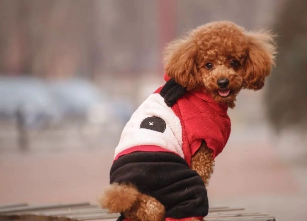 狗狗呕吐没精神 狗狗呕吐没精神