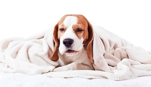 狗狗氣管手術成本