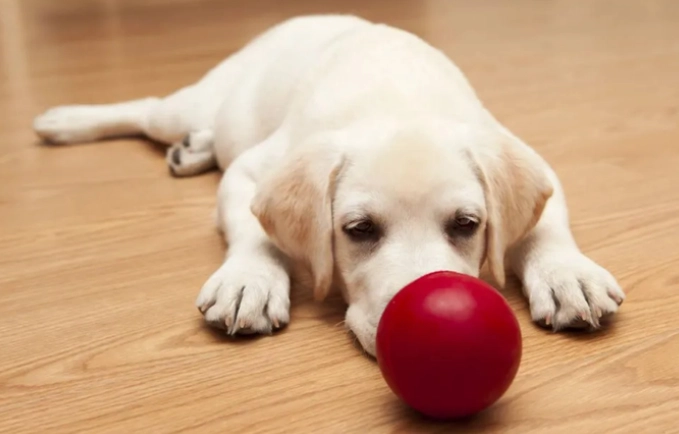 犬氣管塌陷護理
