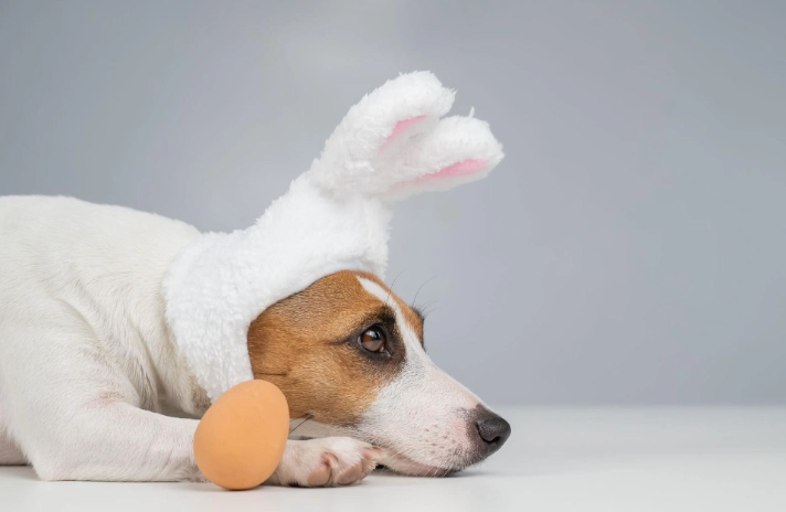 幼犬吃蛋