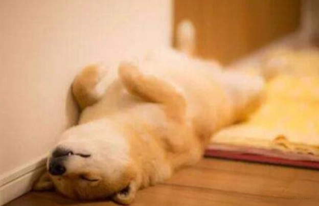 狗狗食慾不振 狗狗食慾不振