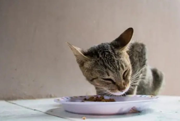 貓咪可以吃玉米嗎