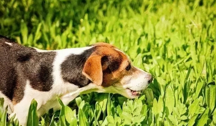 小白菜對狗狗的好處 小白菜對狗狗的好處