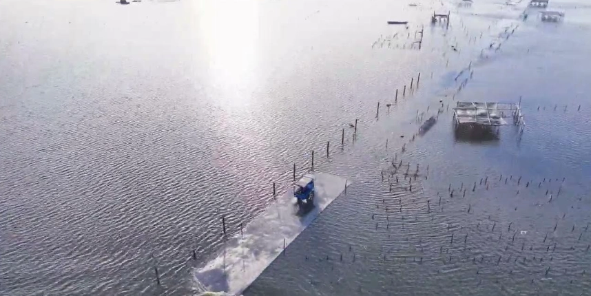 王功漁港牛車 王功漁港牛車