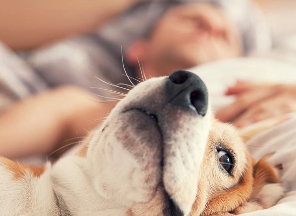 狗狗睡眠習慣 狗狗睡眠習慣