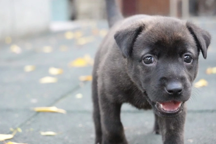 幼犬健康食品 幼犬健康食品