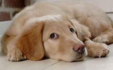 狗狗品種介紹 狗狗品種介紹