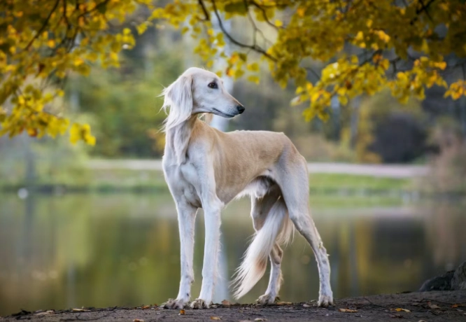 適合家庭的大型犬