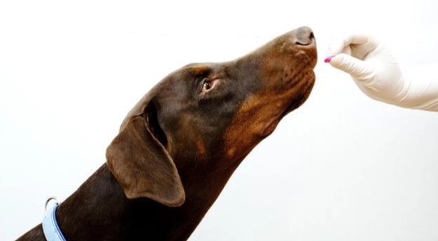 老鼠藥中毒症狀