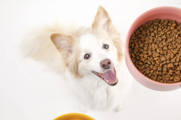 狗狗可以吃山藥