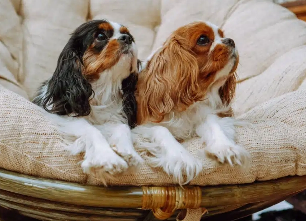 狗狗過敏原檢測準確性 狗狗過敏原檢測準確性