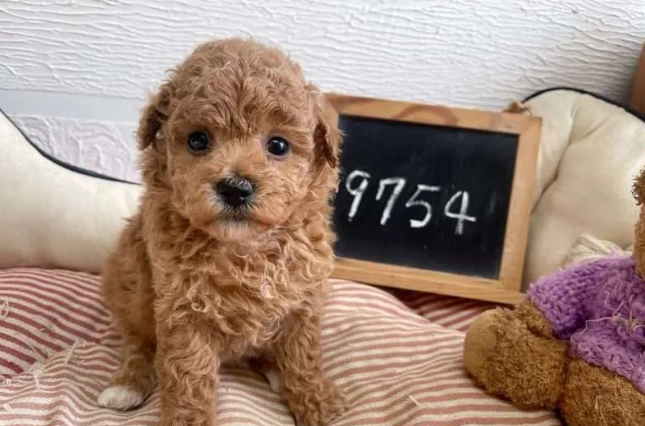 玩具貴賓體重標準 玩具貴賓體重標準