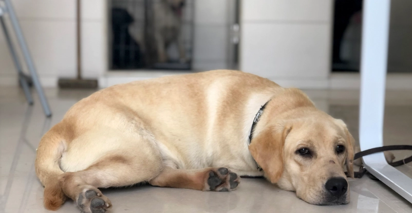 老鼠藥中毒症狀