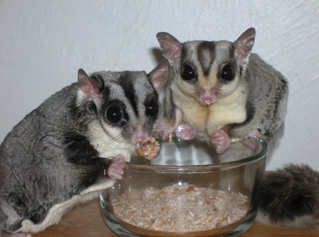 蜜袋鼯吃香菜安全嗎