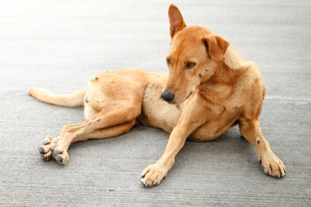 狗咬傷處理步驟 狗咬傷處理步驟