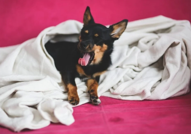 氣管塌陷狗狗營養補充