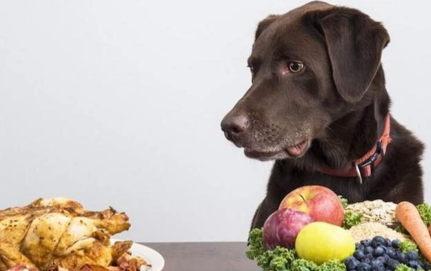 紅棗對狗狗的影響