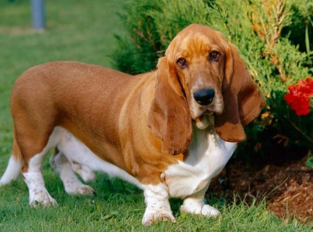 狗吐綠色泡沫原因