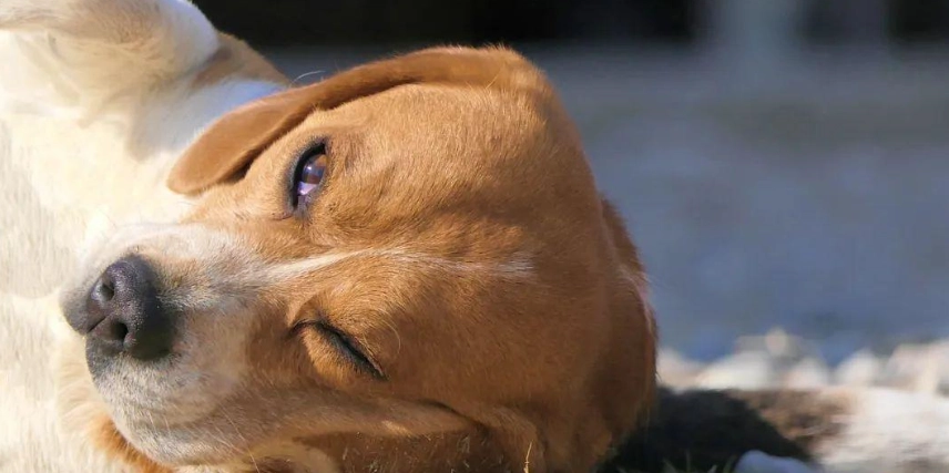 狗狗農藥中毒症狀 狗狗農藥中毒症狀