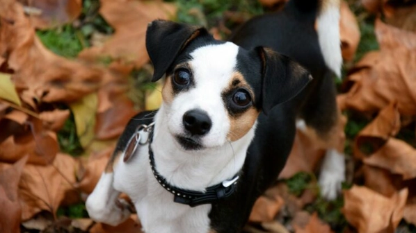 飼養米格魯挑戰