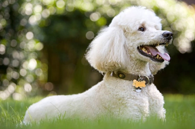 貴婦狗飼養困難