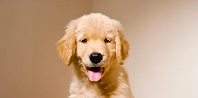 狗狗品種介紹 狗狗品種介紹