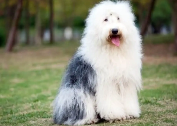 中型狗飼養 中型狗飼養