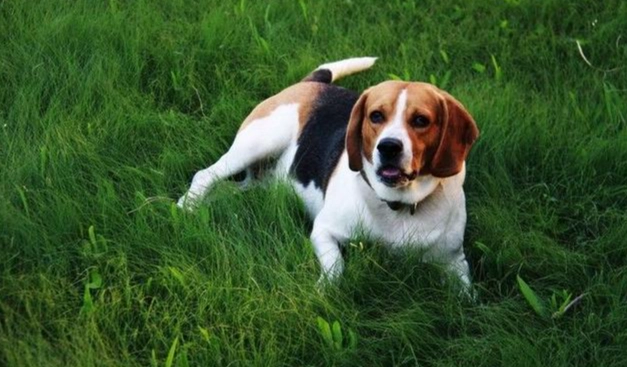 米格魯飼養 米格魯飼養