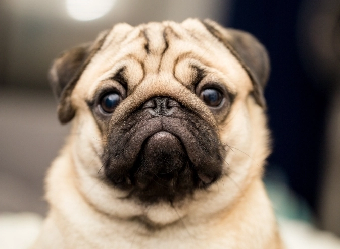 寵物按摩手法 寵物按摩手法