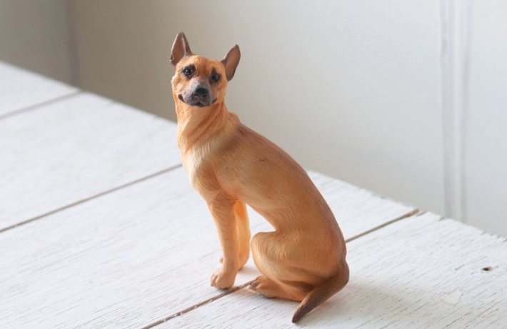 台灣土狗壽命延長