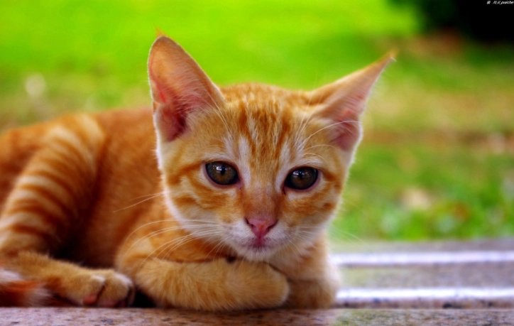 貓蜜蜂叮咬處理