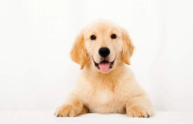 狗護理指南 狗護理指南